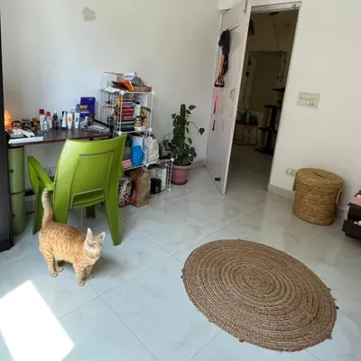 A little peek into one of the cat rooms. As you can see, I'm back home and taking boarding requests again! The space is clean, open, and full of things for cats to explore.
