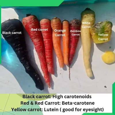 Carrots aren't just orange. Here you can see a whole spectrum I've grown, including black, red, rainbow, white, and yellow carrots. Each color offers different health benefits, like high carotenoids in black carrots and lutein in yellow ones.