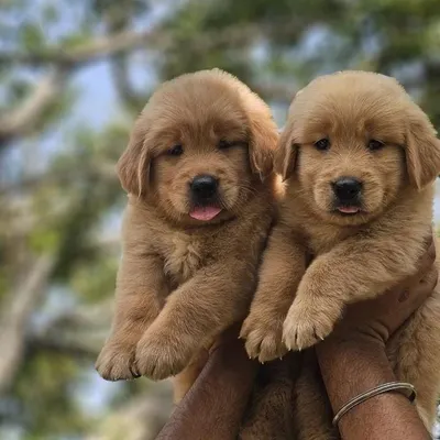 Look at these two Golden Retriever boys. Their blocky heads and light golden coats are hallmarks of a well-bred retriever. They are healthy, playful, and ready for their new homes.