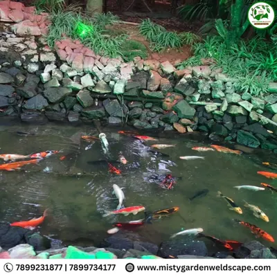 The result of our complete fish pond maintenance service. The water is clear, and the colorful koi fish are healthy and active in their clean environment, which includes a natural rock border and surrounding plants.