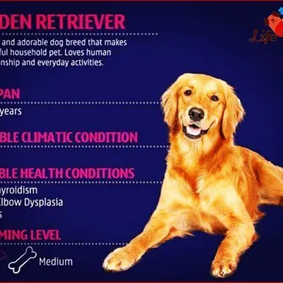 This quick guide for the Golden Retriever covers key facts for owners. We highlight their suitability for tropical climates, medium grooming needs, and common health issues like hip dysplasia, so you can be a more informed pet parent.
