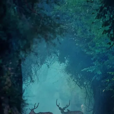 Two spotted deer stand in a mystical, foggy lane in the forest, creating a scene straight out of a fairy tale.