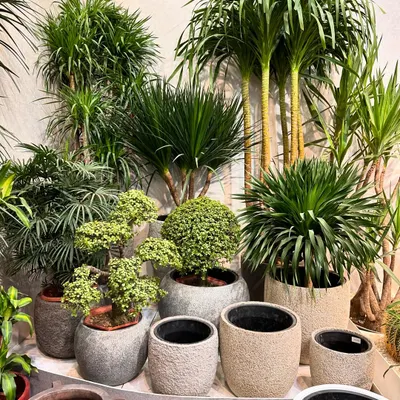 Large spaces deserve a grand statement. This plant cluster combines various textures and heights, from tall Dracaenas to smaller bonsai, all housed in designer stone-finish planters to create a complete, styled look.