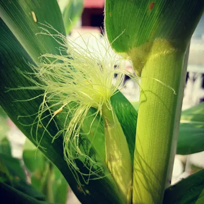 A close-up of the delicate silk on a developing corn cob. This is the magical stage before the kernels begin to form. I'll help you understand each stage of a plant's growth.