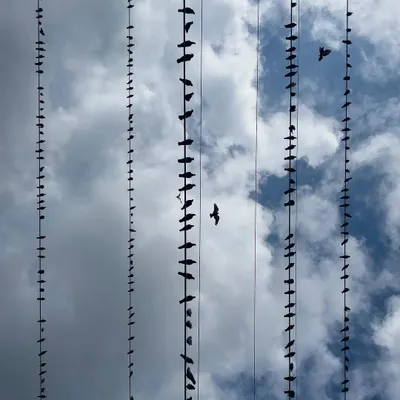 I call this the "Necklace of the Sky." The birds create a pattern like beads on a string, turning a mundane city view into a piece of fine art photography.