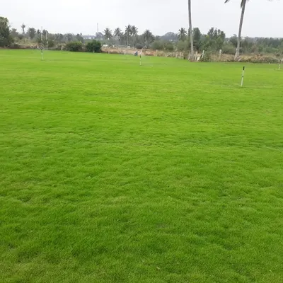 A vast, perfectly green, and freshly mown lawn stretching across a large, open field. This showcases my ability to install and maintain large-scale turf for sports grounds or estates.
