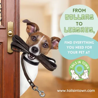 Ready for a walk? We stock a wide range of durable dog leashes and collars that are both stylish and secure. This classic leather leash is perfect for daily strolls with your best friend.