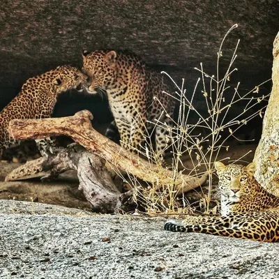 A beautiful family portrait of leopards in Bera, India. A cub affectionately greets the male while the female relaxes nearby. It is a rare privilege to witness such a peaceful, intimate scene.