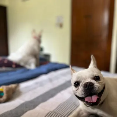 Look at that smile. Fleur is back for another stay and has already claimed her spot on the bed. It's always a joy to welcome back our regular furry friends.