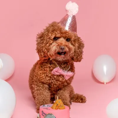 A perfect birthday portrait for this toy poodle, complete with a party hat and a beautifully decorated cake. These sessions are designed to be a full-on celebration of your pet's special day.