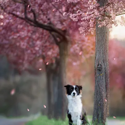 Hello, Luxembourg! Spring is blooming, and my dog Fuji is posing perfectly under the cherry blossom trees. This is the kind of magical, dreamy shot I love to create.