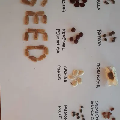 I believe in creating gardens from the ground up, starting with seeds. This is a collection of seeds I've saved, including passion fruit, moringa, and papaya, all ready to be planted and grown into new life.