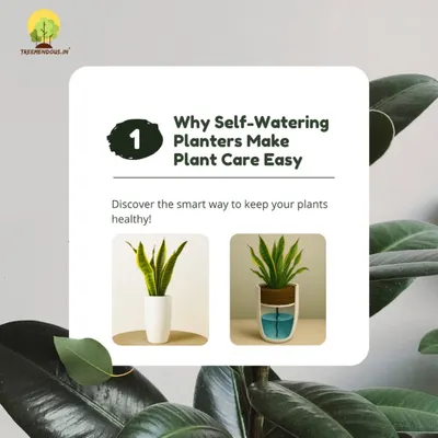 This series explains exactly why our self-watering planters make plant care so simple. This first image introduces the concept, showing how a plant looks in our planter next to a diagram of the internal water reservoir system.