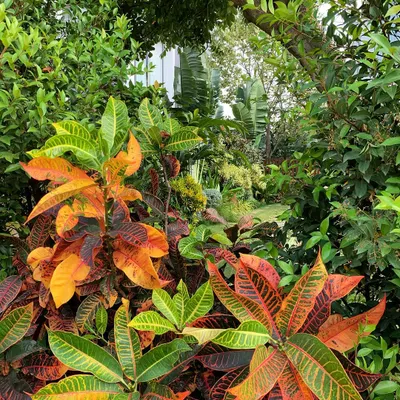 Two years after planting, this garden has matured into a secret tropical paradise. The vibrant Crotons in the foreground are just one layer in a deep, lush composition that feels wonderfully immersive and full of life.