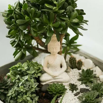Bring a sense of calm to your desk or side table. This miniature garden features a small Buddha statue meditating under a Jade plant, surrounded by various succulents and white pebbles for a peaceful, zen-like atmosphere.