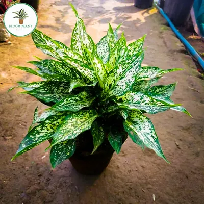 The Aglaonema, or Chinese Evergreen, is a fantastic leafy plant for any indoor space. This variety with its beautiful white-dusted leaves is great for low-light spots and helps clean the air.
