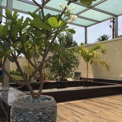 A beautiful rooftop terrace garden in progress. This design features a Plumeria tree in a stone-cladded pot on a wooden deck, with a glass roof structure to provide shelter while enjoying the open air.