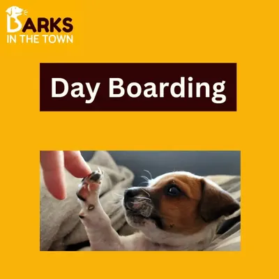 Our day boarding service is the perfect solution for busy pet parents. We provide a safe, engaging, and caring environment for your dog to spend the day while you're away.