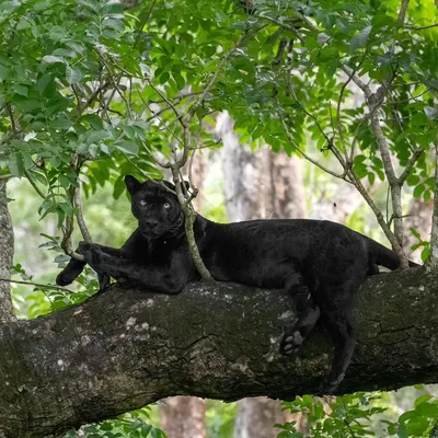 Our beloved black panther, Kariyanna, has found a new home in Nagarahole. The monsoon season, with its vibrant green backdrop, is the perfect time to photograph this ghost of the forest.