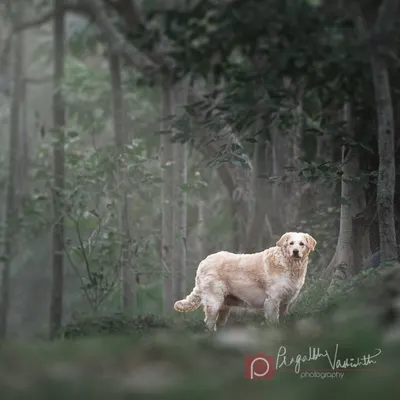 Minnie, a beautiful Golden Retriever, standing majestically in a misty forest. Outdoor sessions like this create an atmospheric, almost magical portrait of your pet in nature.