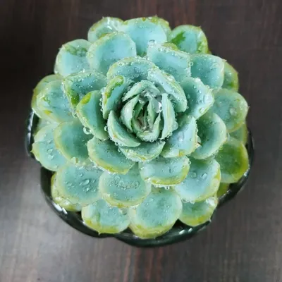 This Echeveria succulent looks like a flower that never fades. The morning dew on its petals highlights its beautiful shape and cool, blue-green color, and it requires very little care to thrive.