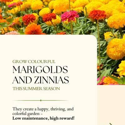 Grow a patch of sunshine with colorful marigolds and zinnias. These flowers are perfect for the summer season, creating a happy and thriving garden that is low maintenance but gives high rewards.
