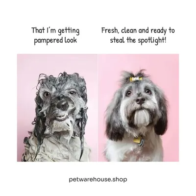 We call this the "pampered to perfection" look. This before and after shows how a professional grooming session can completely transform your pet's appearance, leaving them fresh, clean, and ready to steal the spotlight.