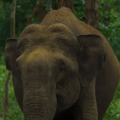 A close-up portrait of an Asian Elephant in the forest. The texture of its skin and its wise expression are the focus of this powerful and intimate image.