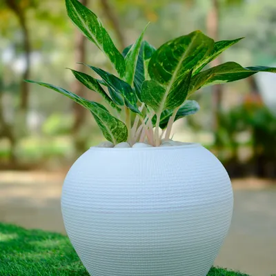 The Aglaonema, or Chinese Evergreen, is a fantastic indoor plant known for its beautifully patterned leaves. This one is potted in a textured white ceramic pot, ready to brighten up any corner.