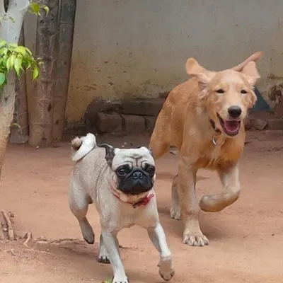 The perfect action shot of two buddies, a Pug and a Golden Retriever, enjoying a run in the yard. Playtime is always on the agenda here.