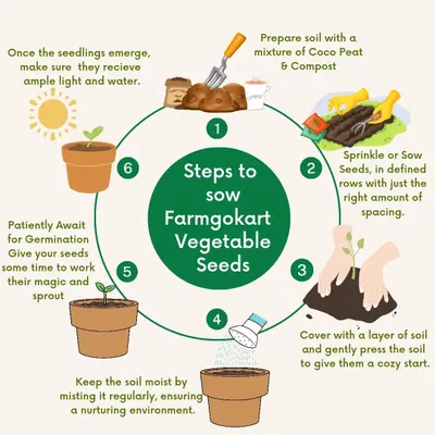 This infographic shows the six simple steps to sow my vegetable seeds. From preparing the soil to giving your seedlings light and water, it's a straightforward cycle that anyone can follow.