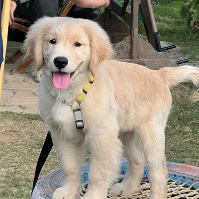 Meet Eva, a happy Golden Retriever puppy, enjoying her time at our ranch. Our facility offers plenty of space and enrichment, like this woven tire swing, for puppies to play, socialize, and build confidence in a safe environment.