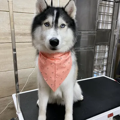This is Khalifa, a beautiful Husky, after a proper grooming session that does not involve shaving. We focus on deshedding and cleaning to maintain the health of his double coat.
