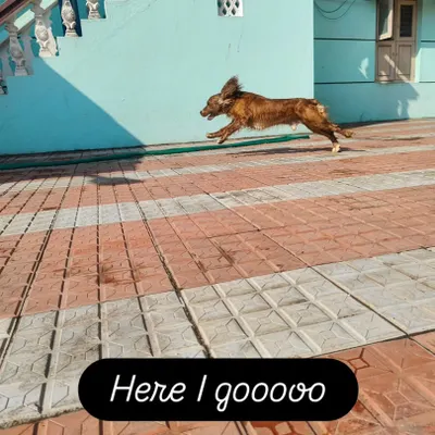 Here I goooo. This is Towbi, our beautiful nutcase, showing off his incredible speed. His energy is contagious.