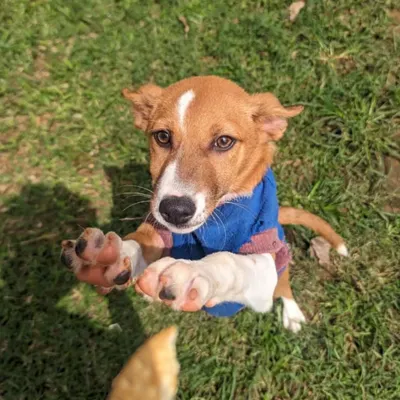 Shunti is a gorgeous female Indie pup whose eyes are full of hope. She's reaching out for a treat here, but what she's really looking for is a loving family. Rescued from the streets, she is fully vaccinated, incredibly friendly, and ready to bring endless joy and playfulness into your home.