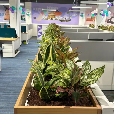 A finished view of our installation at the Adani Wilmar office in Delhi. We used a mix of Snake Plants, Aglaonema, and Dracaena in long planters to serve as natural, green dividers between workstations.