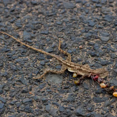 "Speed thrills, but it also kills." A heartbreaking scene of a female Fan-throated Lizard, a victim of a speeding vehicle, her eggs scattered beside her. This is not just one life lost, but an entire generation.