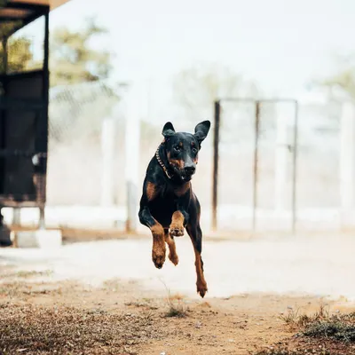 Look at the air this Doberman is getting! It’s amazing to see such powerful dogs enjoying the freedom to leap and bound across the yard.