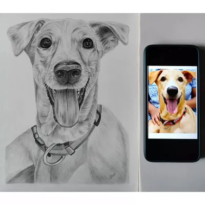 A direct comparison of my finished dog portrait next to the client's reference photo on a phone. This shows how I translate a color photo into a realistic black and white sketch.