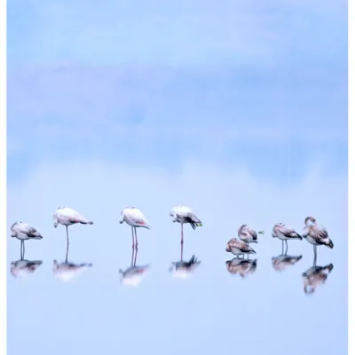 A flock of Greater Flamingos huddles together on a cold, foggy morning in Gurugram. The still water creates a perfect mirror reflection, resulting in a serene, almost minimalist composition.
