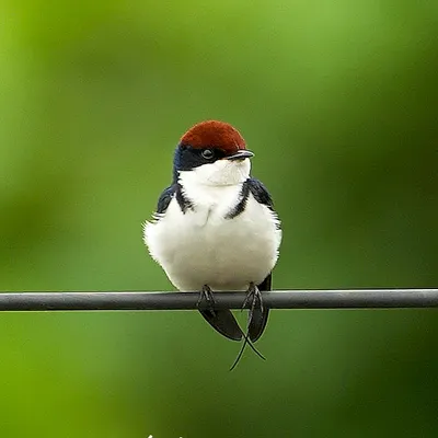 It doesn't get much cuter than this. An immature Wire-tailed Swallow, with its fluffy feathers and short tail wires, sits patiently on a line, waiting for its parents.