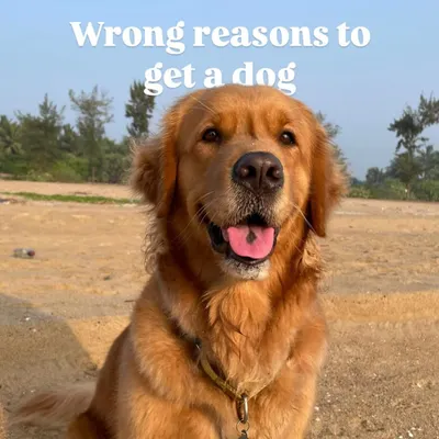 Thinking of getting a dog? It's one of the best decisions you can make, but it's important to make sure you're doing it for the right reasons. This series explores some common but misguided motivations for getting a dog.