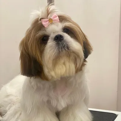A classic Shih Tzu look with a neat body trim and a cute top knot bow. This style keeps the hair out of her eyes and makes her look extra pretty.