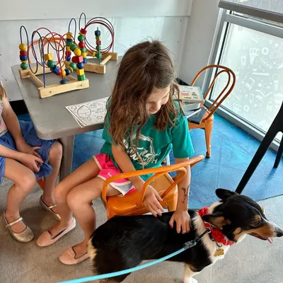 This is Cowboy, a Corgi in training to be a therapy dog. He's already doing a great job comforting kids.