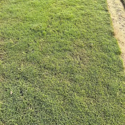 A close-up of my high-quality natural lawn grass. I supply many varieties, including tough Bermuda, soft Korean, and low-maintenance Mexican grass, to suit the Delhi NCR climate.