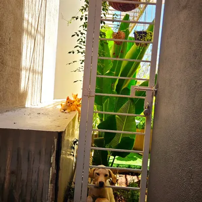 A moment of perfect harmony. Here's Lucky the dog and his feline siblings coexisting peacefully. With proper introductions and management, dogs and cats can absolutely learn to live together.