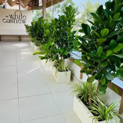 The entrance to 'The White Cashew' cafe, featuring our plantscaping design. We used elegant white planters with Ficus plants and spider plants to create a clean, green, and inviting entryway for diners.