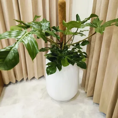 A beautiful Philodendron in a glossy white FRP planter, supported by a moss stick. This is a great statement plant for a bright corner in a home or office.