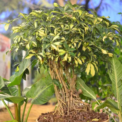 This large Schefflera bonsai, with its intricate root system and lush, variegated leaves, is a true statement piece. It brings the beauty and complexity of a mature tree indoors, creating a powerful natural focal point.