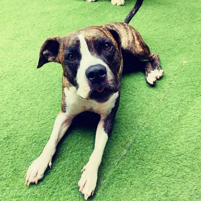 This beautiful brindle dog is relaxing on the turf but keeping an eye on the action. We make sure every dog has space to themselves when they need it.